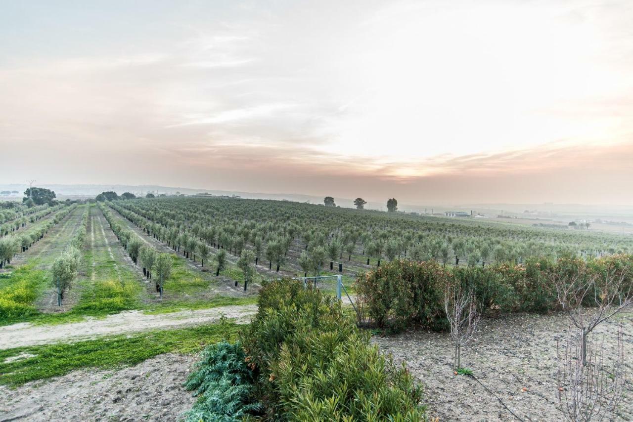 Vivienda Rural Olivar De San Telmo アルコス・デ・ラ・フロンテーラ エクステリア 写真