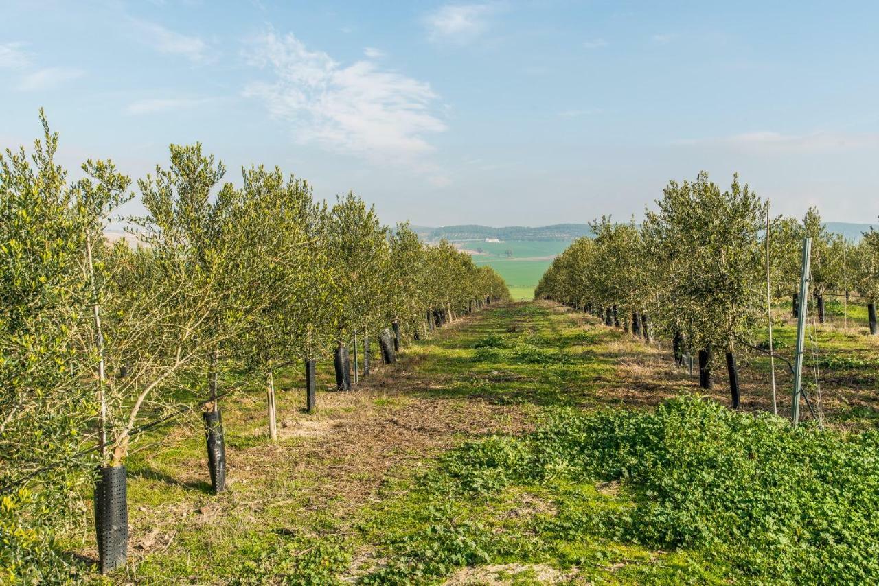 Vivienda Rural Olivar De San Telmo アルコス・デ・ラ・フロンテーラ エクステリア 写真