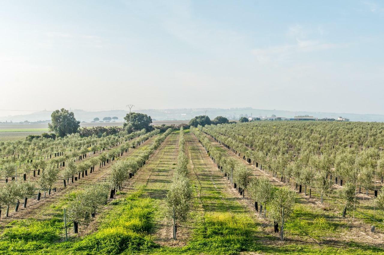 Vivienda Rural Olivar De San Telmo アルコス・デ・ラ・フロンテーラ エクステリア 写真