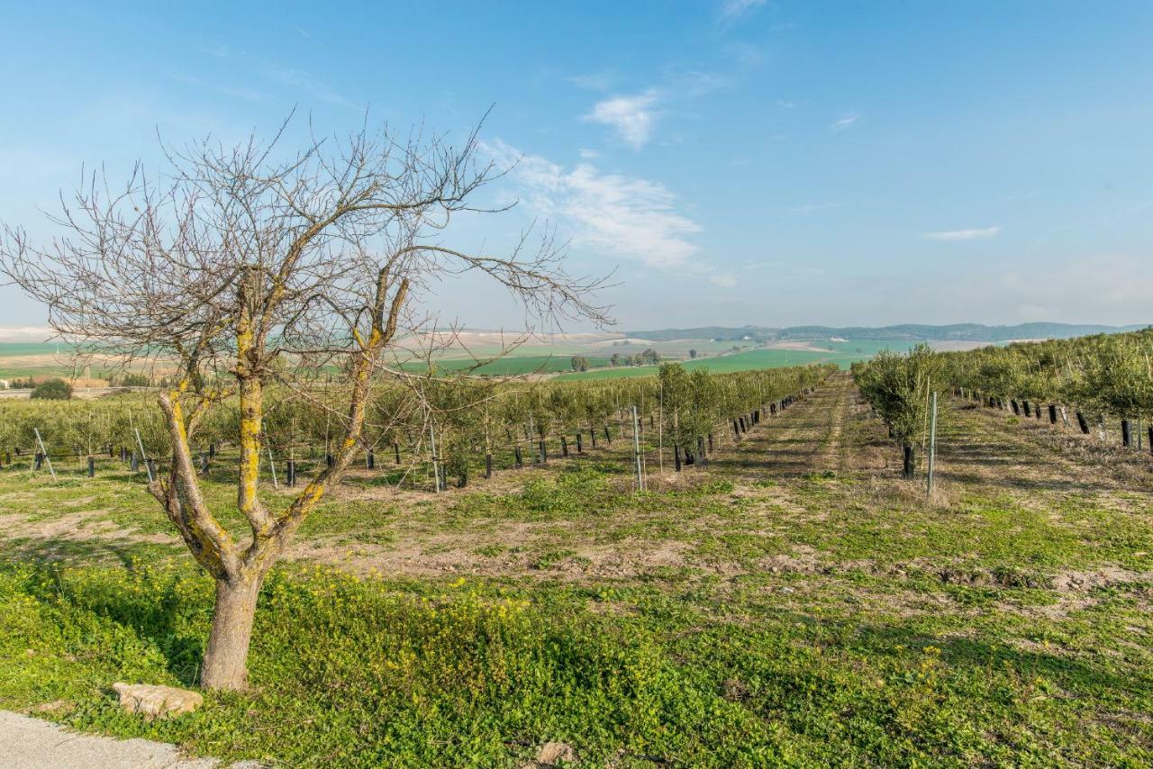 Vivienda Rural Olivar De San Telmo アルコス・デ・ラ・フロンテーラ エクステリア 写真